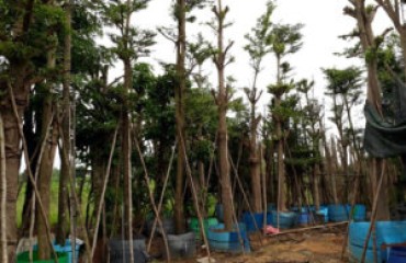 Cung cấp cây giống tại Trảng Bom