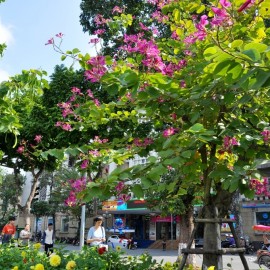 Bán cây ban tím tại Lâm Đồng