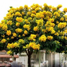 Bán cây giáng hương tại Lâm Đồng