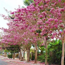 Bán cây kèn hồng tại Lâm Đồng