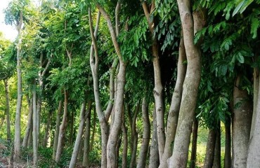 Cung cấp cây giống tại Bình Dương