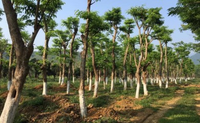 Cung cấp cây tại Bà Rịa Vũng Tàu
