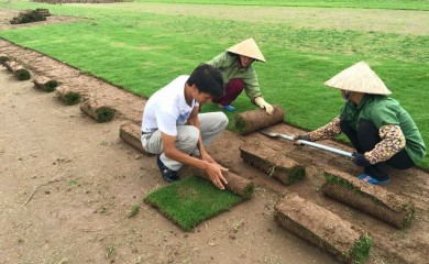 Đơn vị thi công cỏ thảm tại Lâm Đồng