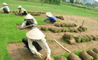 Thi công cỏ thảm tại Đồng Nai